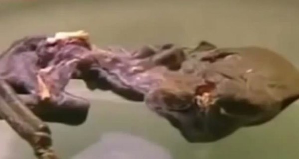 В России нашли мумию загадочного существа
