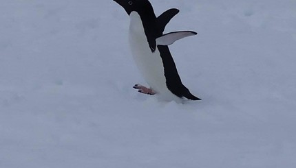 Пингвины и снег на станции 
