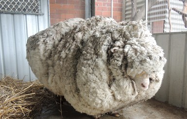 В Австралии с потерявшегося барана сняли 40 килограммов шерсти