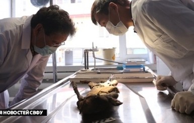 В Сибири нашли щенка возрастом 12 тысяч лет