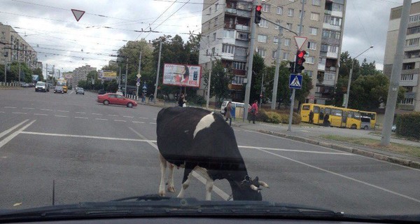 Во Львове из-за коровы образовалась автомобильная пробка