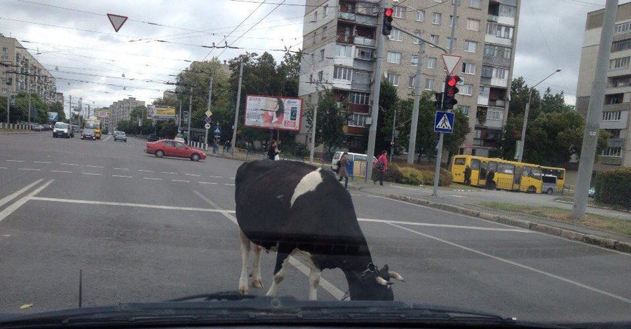 Во Львове из-за коровы образовалась автомобильная пробка