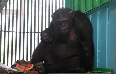 Шимпанзе Ларик и Ника живут дружно, но без романтики