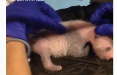 Двухнедельный малыш-панда прошел свой первый медосмотр 