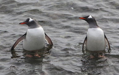 Пингвины-однолюбы не хотят проводить вместе время