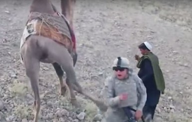 В Афганистане на американского солдата напал верблюд