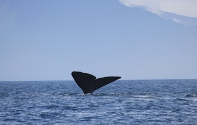 У китов нашли диалекты и элементы человеческой речи