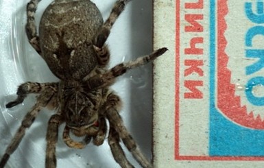 В России тарантулы атаковали Бурятию