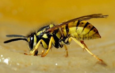 Яд бразильской осы убивает раковые клетки, не повреждая здоровые