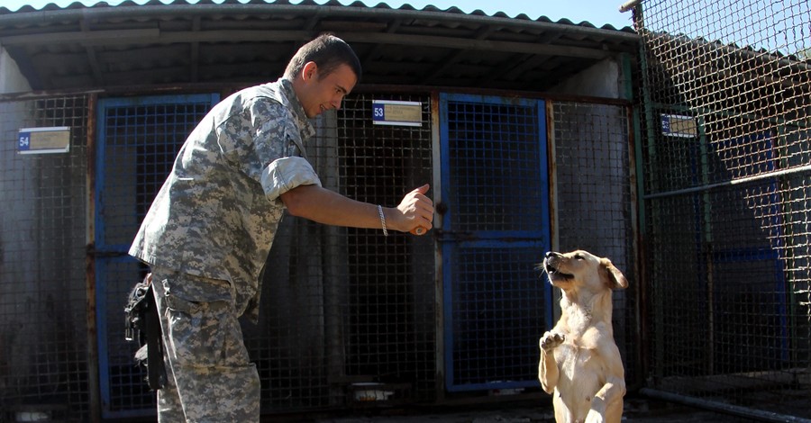 Сила, характер, готовность к атаке - служат в АТО не простые собаки