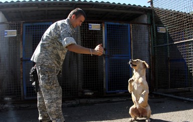 Сила, характер, готовность к атаке - служат в АТО не простые собаки
