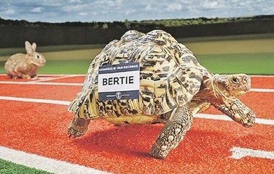 Книга рекордов Гиннесса нашла самое быстрое медленное животное 
