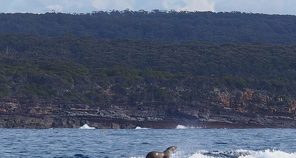У берегов Австралии тюлень прокатился на ките