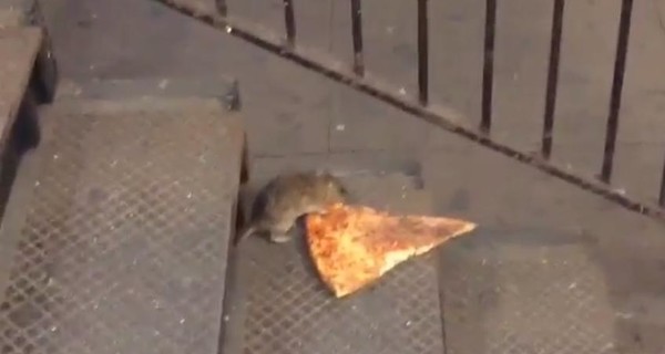 Интернет взорвала крыса, которая без ума от пиццы