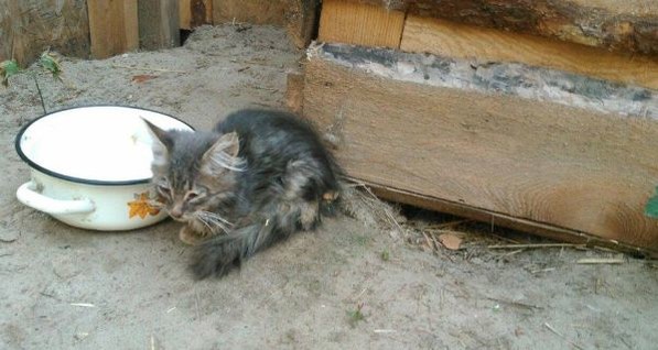 Под Киевом нашли сотню брошенных котят