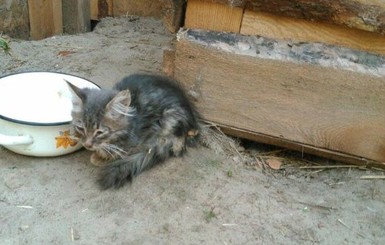 Под Киевом нашли сотню брошенных котят