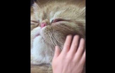 В сети появилось видео гигантского кота