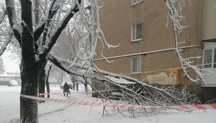 Рухнули 166 деревьев: последствия снегопада в Одессе