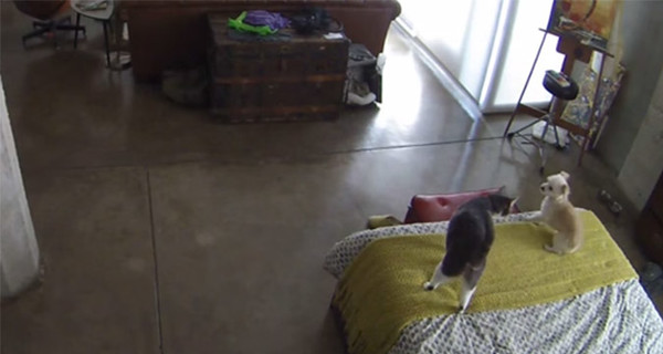 Кошка показала собаке, кто в доме хозяин