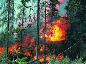 Пожар в Калифорнии: Из-за гари воздух стал ядовитым 