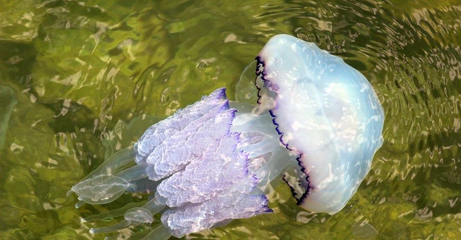 Одесские пляжи атакуют медузы