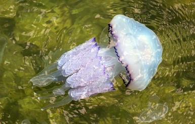 Одесские пляжи атакуют медузы