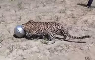 В Индии дикий леопард застрял головой в бидоне