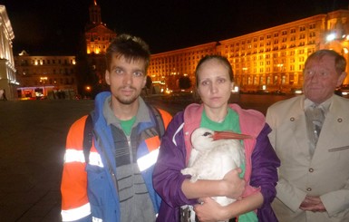 С киевского Майдана эвакуировали аиста