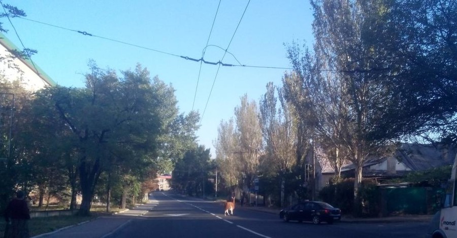 По улицам Донецка разгуливает лама