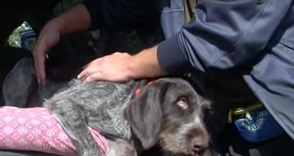 В парке Днепропетровска депутат ранил собаку и ее хозяина