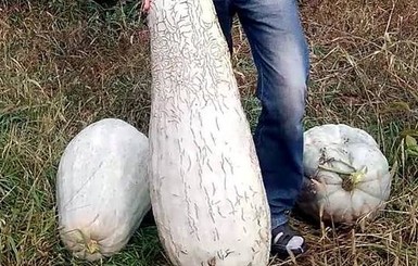 Житель Кременчуга вырастил кабачки-гиганты – по 50 кг