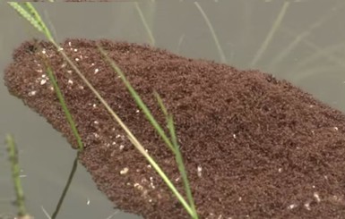 В США муравьи спасаются от наводнения, создавая из своих тел живые плоты