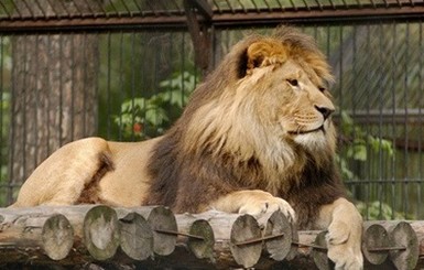 Датский зоопарк вскроет тело льва на глазах у детей  