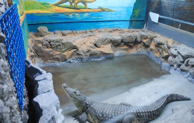Крокодил-переселенец сменил лазерное шоу на запорожский аквариум