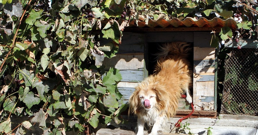 В Днепропетровске живет пес, которому по человеческим меркам больше 200 лет