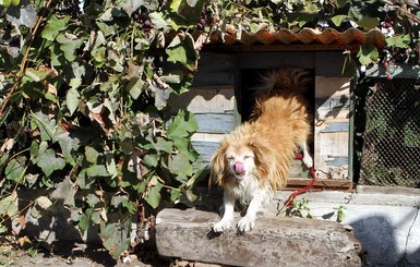 В Днепропетровске живет пес, которому по человеческим меркам больше 200 лет