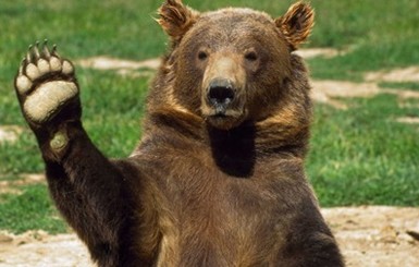 В России медведь полтора часа бегал по городу  