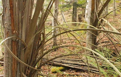 Аномалия или мистика: в карпатских лесах стволы деревьев разделились на полосы