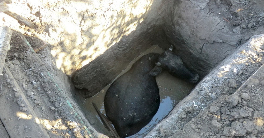 На Днепропетровщине спасатели вытащили упавшую в яму корову