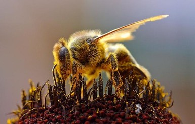 Пчелы оказались заядлыми кофеманами