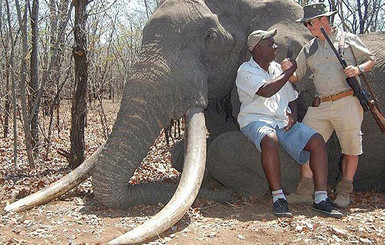 Немецкий охотник убил самого старого и большого слона Африки