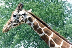 Киевские жирафы страдают от воздержания 