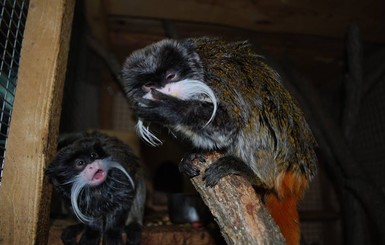 В Ровенский зоопарк привезли обезьян с усами, как у Сальвадора Дали