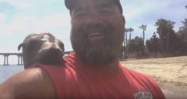 В сети набирает популярность видео с дружелюбным тюленем