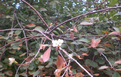 В Запорожье вишня перепутала осень с весной