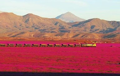 В Чили в пустыне зацвели тысячи розовых цветов
