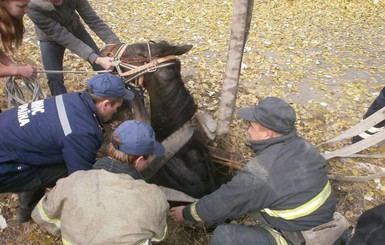В Мариуполе коня из-под земли достали