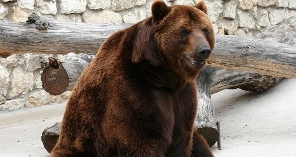 В России дворняга спасла детей от разъяренного медведя