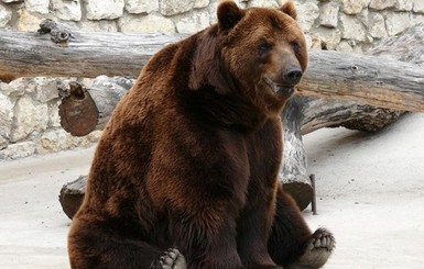 В России дворняга спасла детей от разъяренного медведя