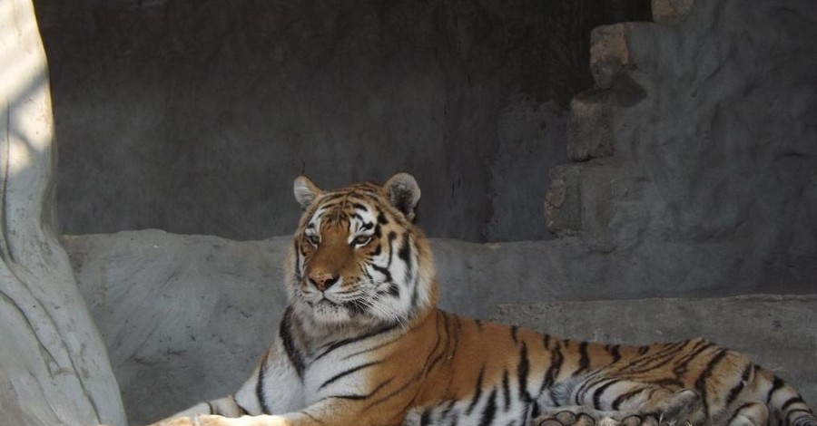 Уникальный случай в запорожском зоопарке: тигры втроем воспитывали малыша